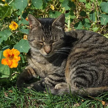 Agroturismo Hanauerhof Schönsee